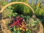 Winter harvest, good soil and mulch makes a big difference.