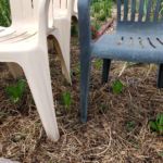 Planting out Cos lettuce in a heat wave is challenging to say the least. With straw to hold the moisture and keep roots cool, filtered shading proved nesessary. Not a fancy solution, but it's working. Even self sown Russian kale is popping up. 😀