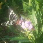 In my garden right now.