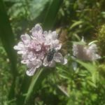 The cuckoo bee. An Aussie native in a client's garden today. Al last caught on camera. Cottage gardens with shallow flowers like goodenias, salvias, daisies, scabiosas, all bracchias and allysium are excellent attracters.