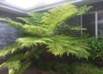 3 monthly applications of humus transformed a sickly fern to this.